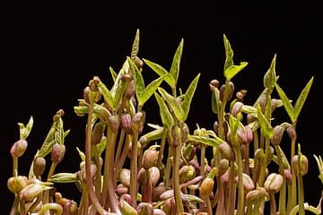 graines de choux gernées