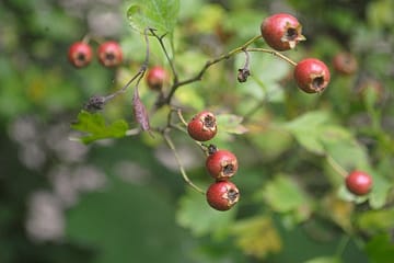 huile essentielle de gaulthérie wintergreen