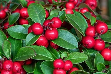 Huile essentielle de gaulthérie pour soulager les douleurs à la préménopause