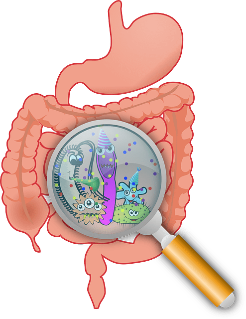 Le jeûne intermittent influence positivement le microbiome intestinal