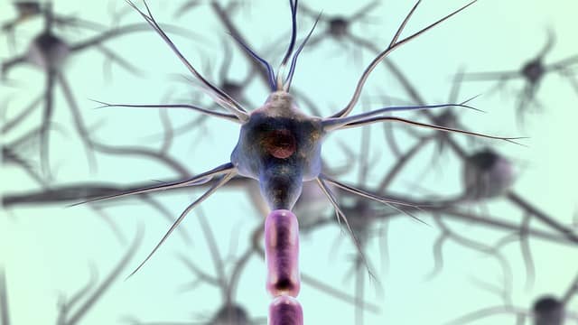 Amélioration de la santé neuronale grâce au jeûne intermittent