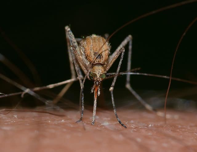 moustique qui puique la peau piqure d'insecte