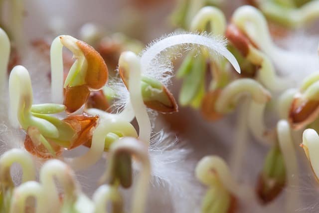 Germe de cresson, graine à mucilage