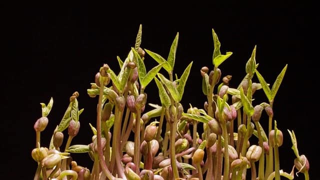 graines de choux gernées