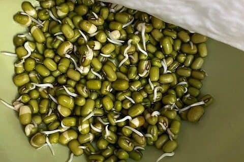 Haricots mungo germés