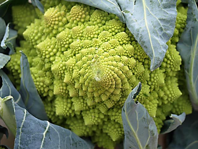 chou romanesco trésor de la nature