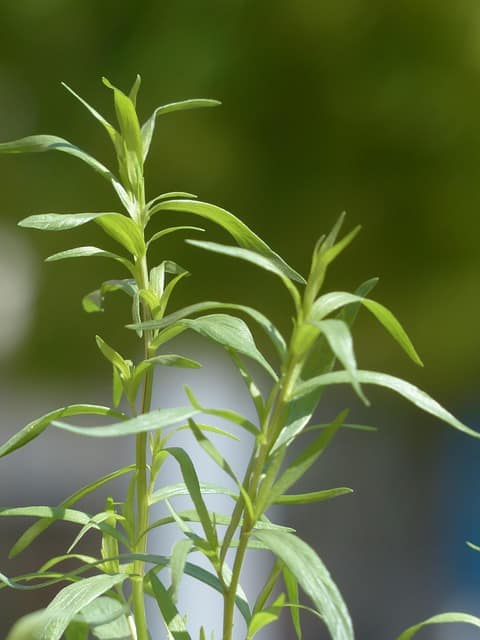 Huile essentielle d'estragon issue de la plante aromatique