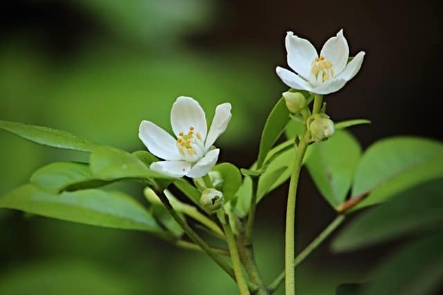 néroli fleurs de l'orange amer