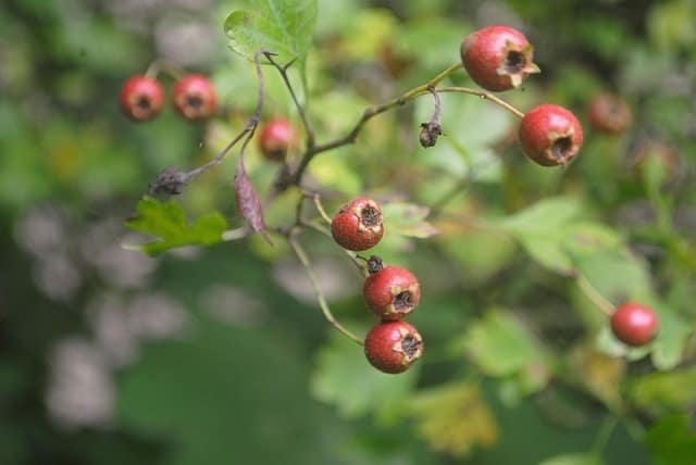 huile essentielle de gaulthérie wintergreen