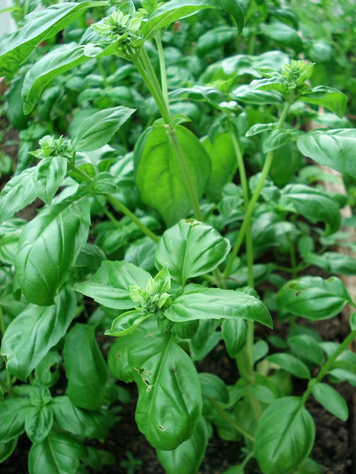 huile essentielle basilic tropical premenopause